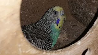 Yuva Hazığı, Yumurtlama Zamanı Ve Nelere Dikkat Edilmelidir  It is time to spawn nest nest in birds