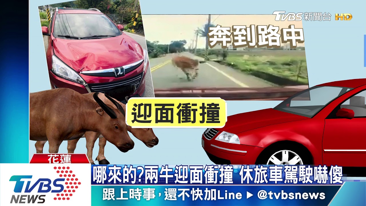 哪來的？兩牛迎面撞　休旅車駕駛嚇傻