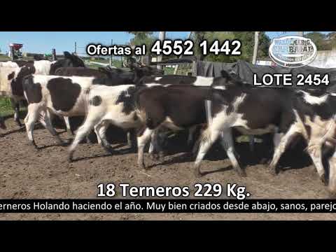 Lote 18 Terneros 19 HO 229kg -  en Punta de San Martín - R 55 a 5 km de Rodó