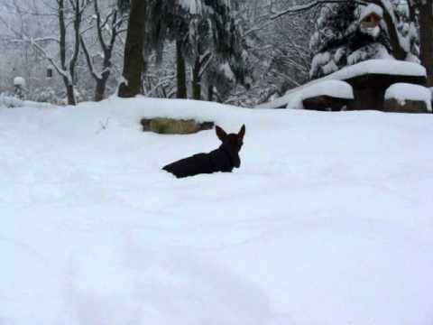 Fanfarella im Schnee