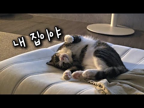 집 전체를 자기 침대로 쓰는 고양이 미미