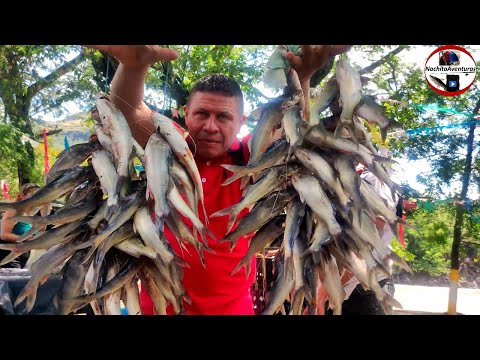 Honda pesca y venta de pescado sector malecón rio Magdalena subienda 2024