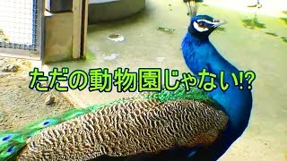 夜間もOK！24時間無料オープンの動物園（山形・河北町）