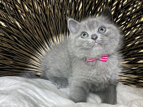 Blue British Shorthair - Urmi