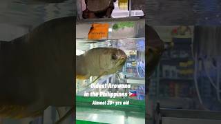 Download lagu OLDEST AROWANA IN THE PHILIPPINES 🇵🇭 #fishthings #arowana #aquarium #shorts #youtubeshorts #fish mp3