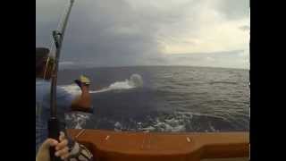 preview picture of video 'Crazy Blue Marlin Jumping, Costa Rica 2014 (Vacation Video)'