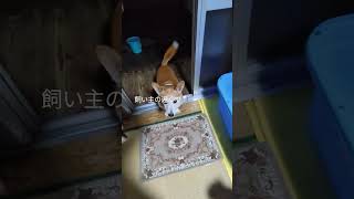 犬猫との暮らしがおかしくて#老犬#黒猫#愛犬ピット