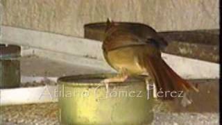 preview picture of video 'reproduccion de cardenal en yucatan kanasin'