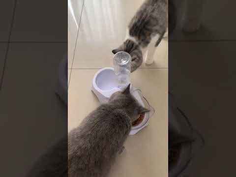 two cats, useful bowl let my cat eat happily