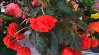 Weston Autumn Flower Show 11-9-11