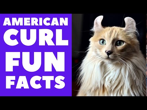 American Curl Cats 101 : Fun Facts