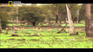 وثائقي   أنا وحش   الفهد الصياد HD