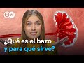 Un órgano Poco Conocido Qué Hace Exactamente El Bazo
