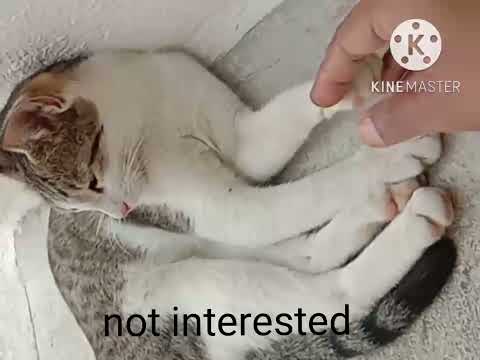 #cute cats funny videos 🐈 cats not interested 🙄