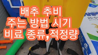 [배추재배방법] 배추 추비 주는방법 주는시기 주는기계
