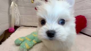 ハーフ犬の動画01