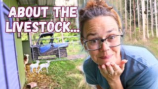 Chicken Drama and Moving Cows | Hamakua Homestead Vlog