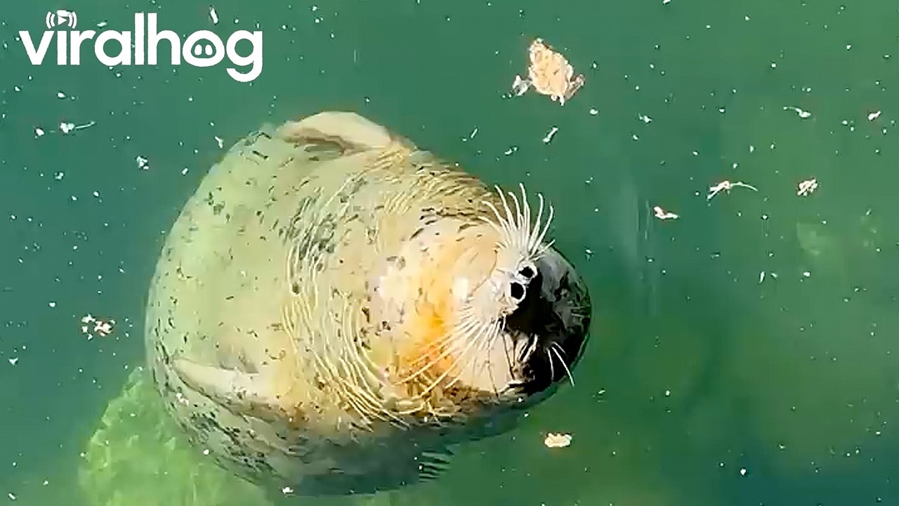 Seal Floats Without a Care in the World || ViralHog