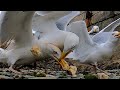 Gull Slow Motion Fighting Over Food