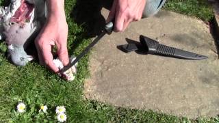 Strange thing in wood pigeon.