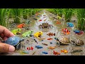 Unbelievable Mud Catch Hundreds Of Frogs Turtles Fish Found Together