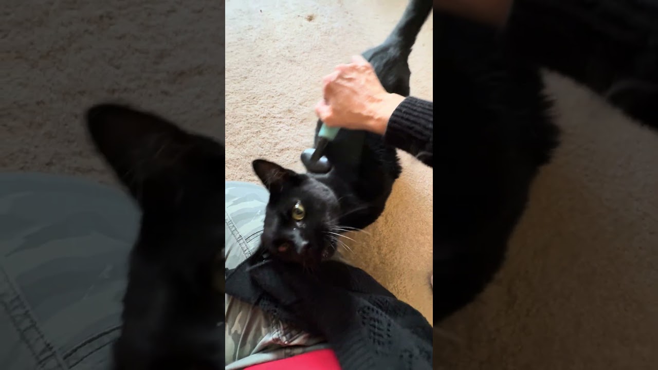 Cole, a ADOPTABLE Domestic Short Hair in CANONSBURG, PA video 6/6