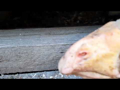 Operațiunea "bobocii de rata" - partea I