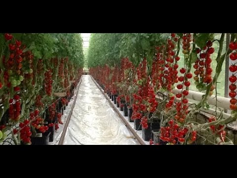 Tomatodling Tips