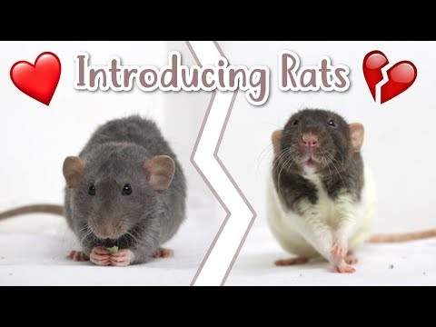 🐭 HOW TO INTRODUCE RATS 🐭 | Rat care