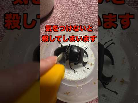 カリウム石鹸：昆虫を自然に駆除するためにどのように使用すればよいですか？  庭園