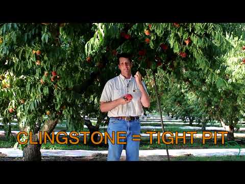 Freestone or Clingstone Peach