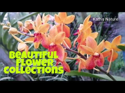 PINAGPALA NG KALIKASAN/BEAUTIFUL ORCHIDS and FLOWERS collections/Kath Flowers and Leaves