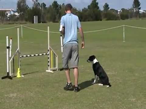 Dogs West Fundraiser 2012 - Pippa Excellent Jumping