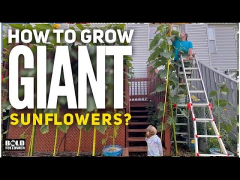 Grow Giant Sunflowers | Everything You Need To Know. Gardening Tips and Tricks