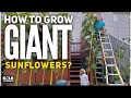 Grow Giant Sunflowers Everything You Need To Know Gardening Tips And Tricks