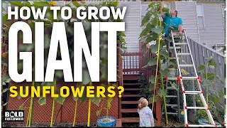 Grow Giant Sunflowers | Everything You Need To Know. Gardening Tips and Tricks