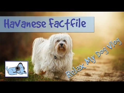 , title : 'Everything you Need to Know about Havanese Dogs! Behaviours, Characteristics and more!
