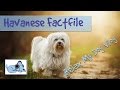 Everything you Need to Know about Havanese Dogs! Behaviours, Characteristics and more!