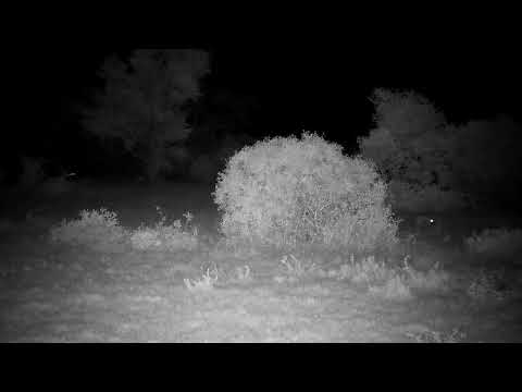 Djuma: Hyena walks past  lone Impala female - 20:07 - 11/20/2022