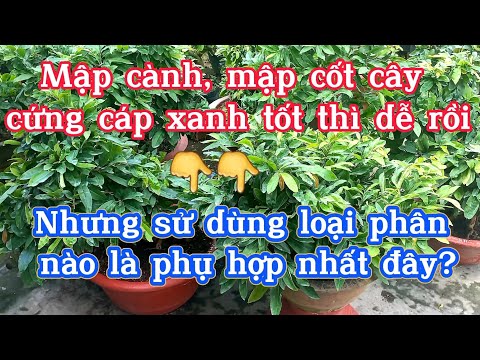 Bón loại phân này là tuyệt vời nhất giúp cây mai mập cành, mập cốt cứng cáp xanh tốt kháng sâu bệnh.