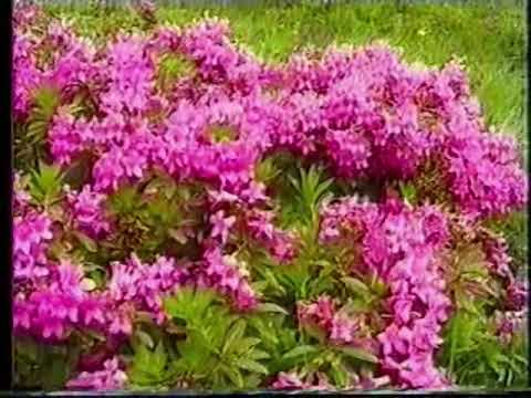 Dalla Val Gares al Col di Pra'