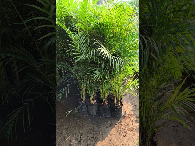 Areka Plant - Areca Palm Plant Manufacturer from Chhindwara