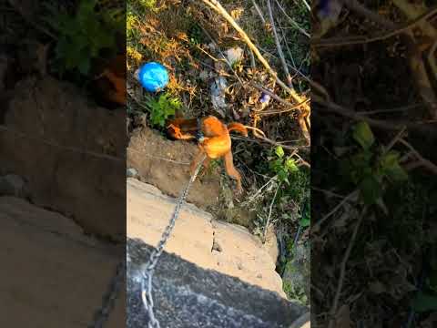 [Man Rescues Dog]😱😱 From Sticky Situation | Hanging Dog Stuck on Roof.. #dog #rescue #hanging #dogs