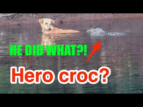 Crocodiles Save a Dog Stranded in a River Instead of Eating it