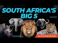 South Africa S Big 5 Animals African Wild Animals