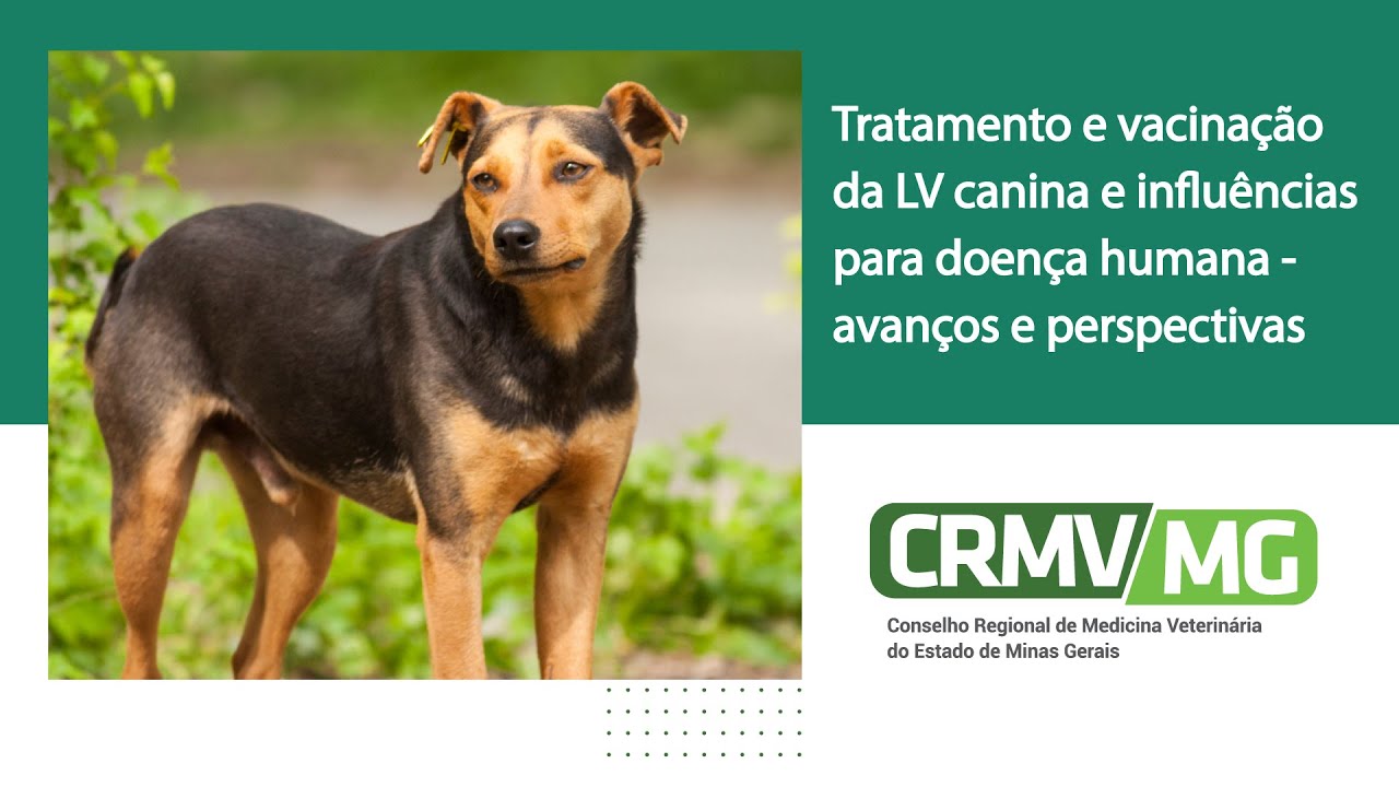 Tratamento e vacinação da leishmaniose canina e influências para doença humana