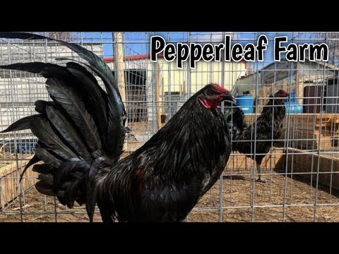 Nice Farm - Pepperleaf Farm
