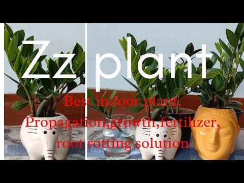 , title : 'Zz plant care|best indoor plant|#zamioculcaszamiifolia #zanzibar |How to grow Zz plant|#plantparent'