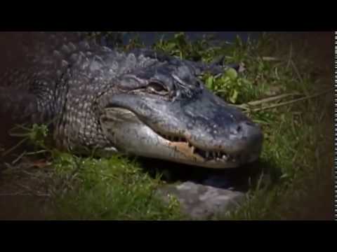 National Geographic Documentary  The Evolution of Jaws   Documentary 2017