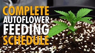 How to Feed and Water Autoflowers - Simple Schedule